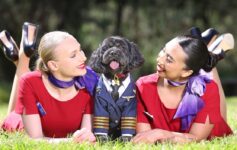 Virgin Australia Dogs