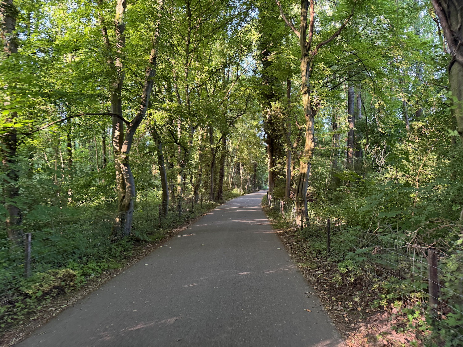 a road with trees on the side