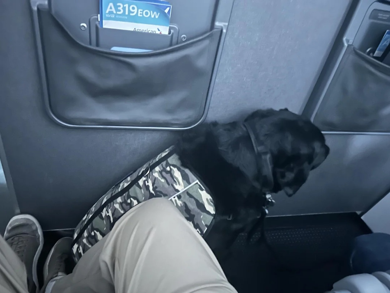 a dog sitting on a seat