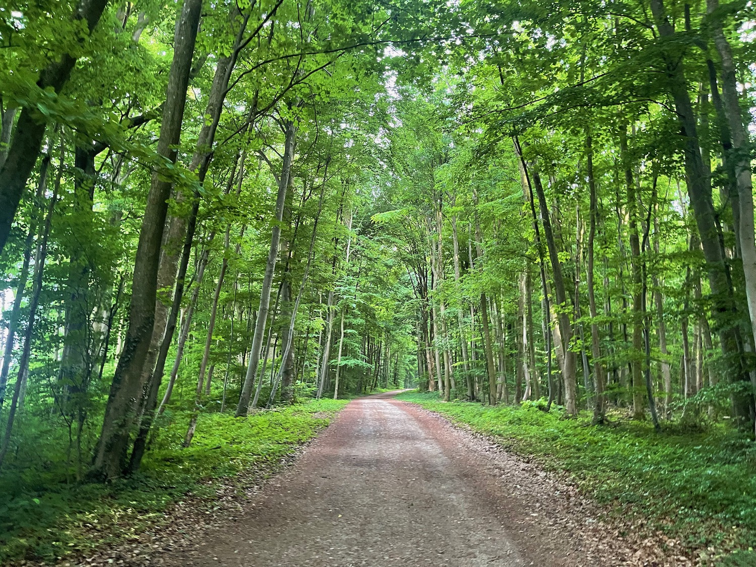 a dirt road through a forest