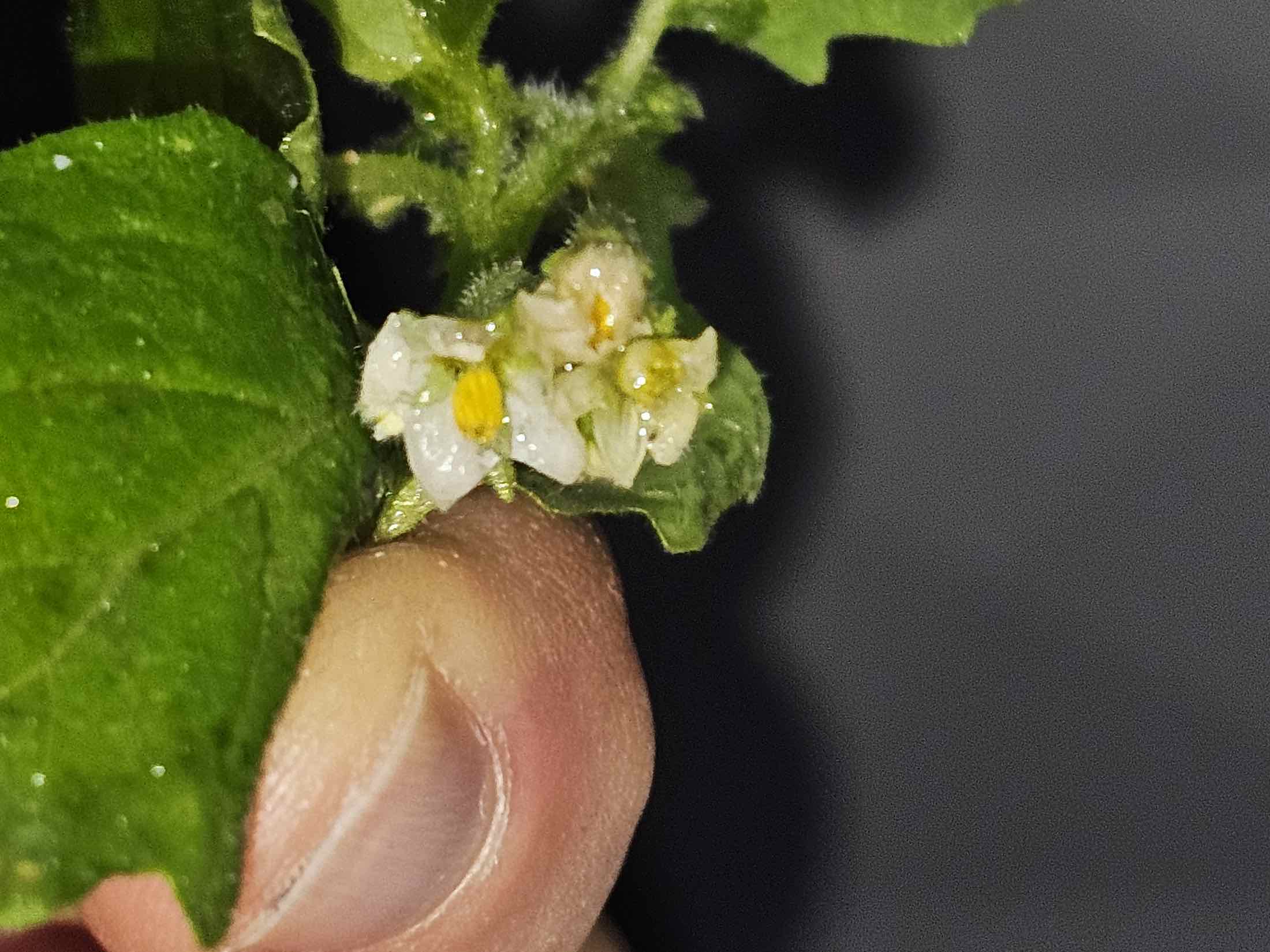 a person holding a flower