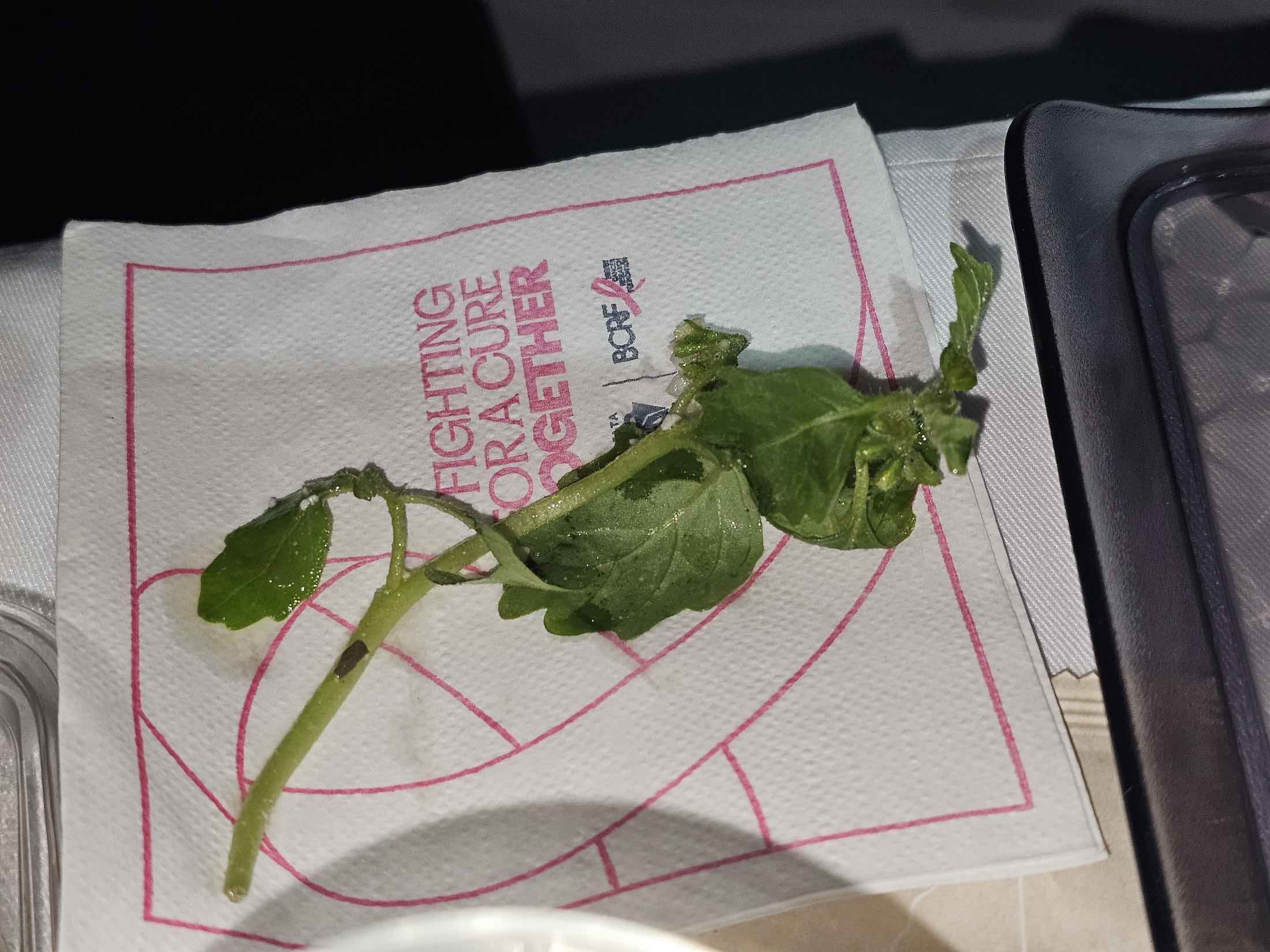 a green plant on a napkin