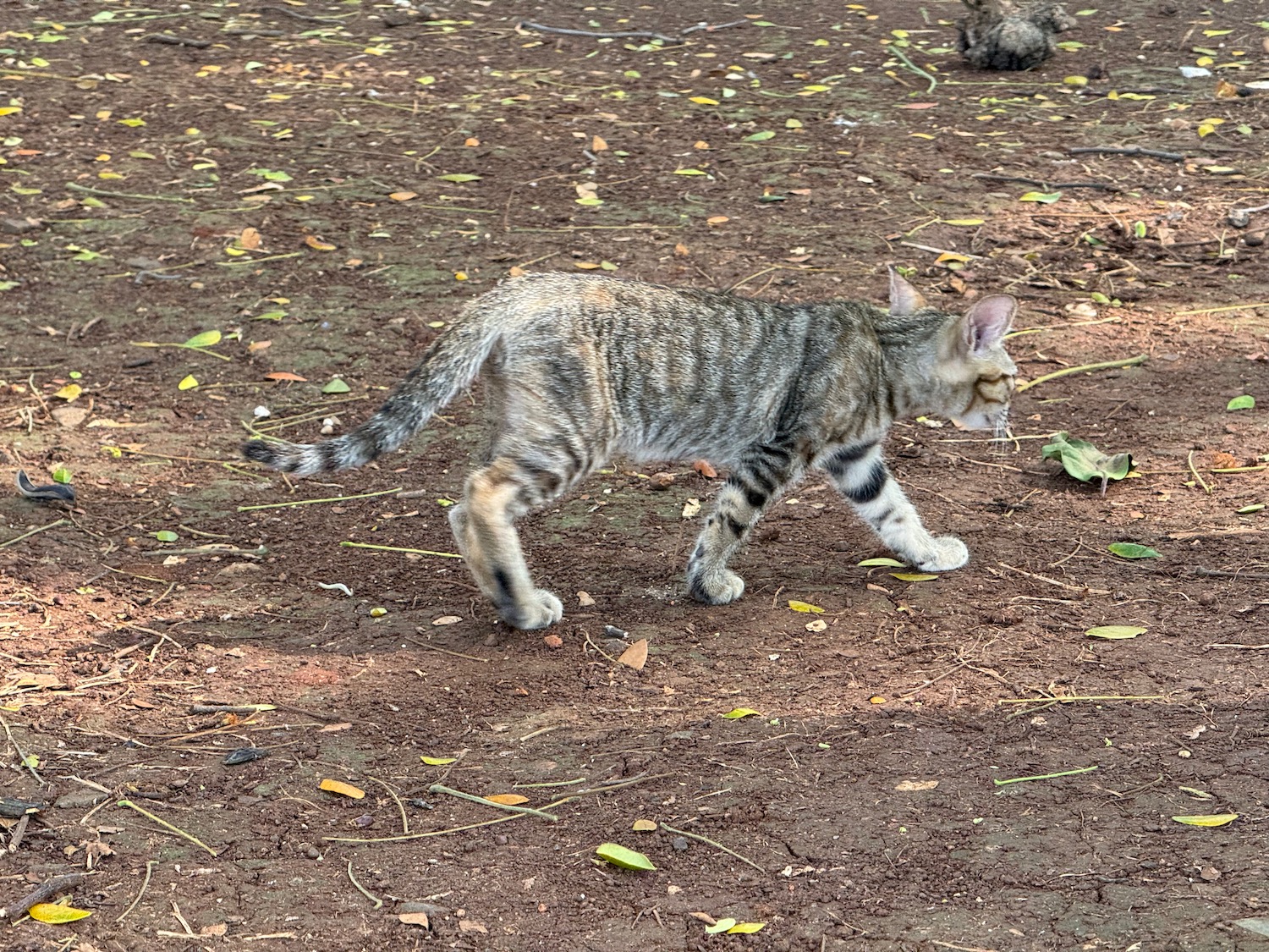 a cat walking on the ground