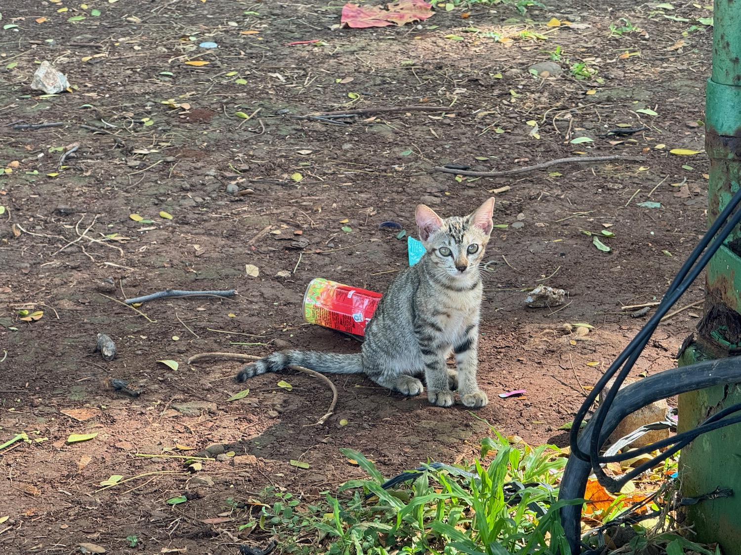 a cat sitting on the ground