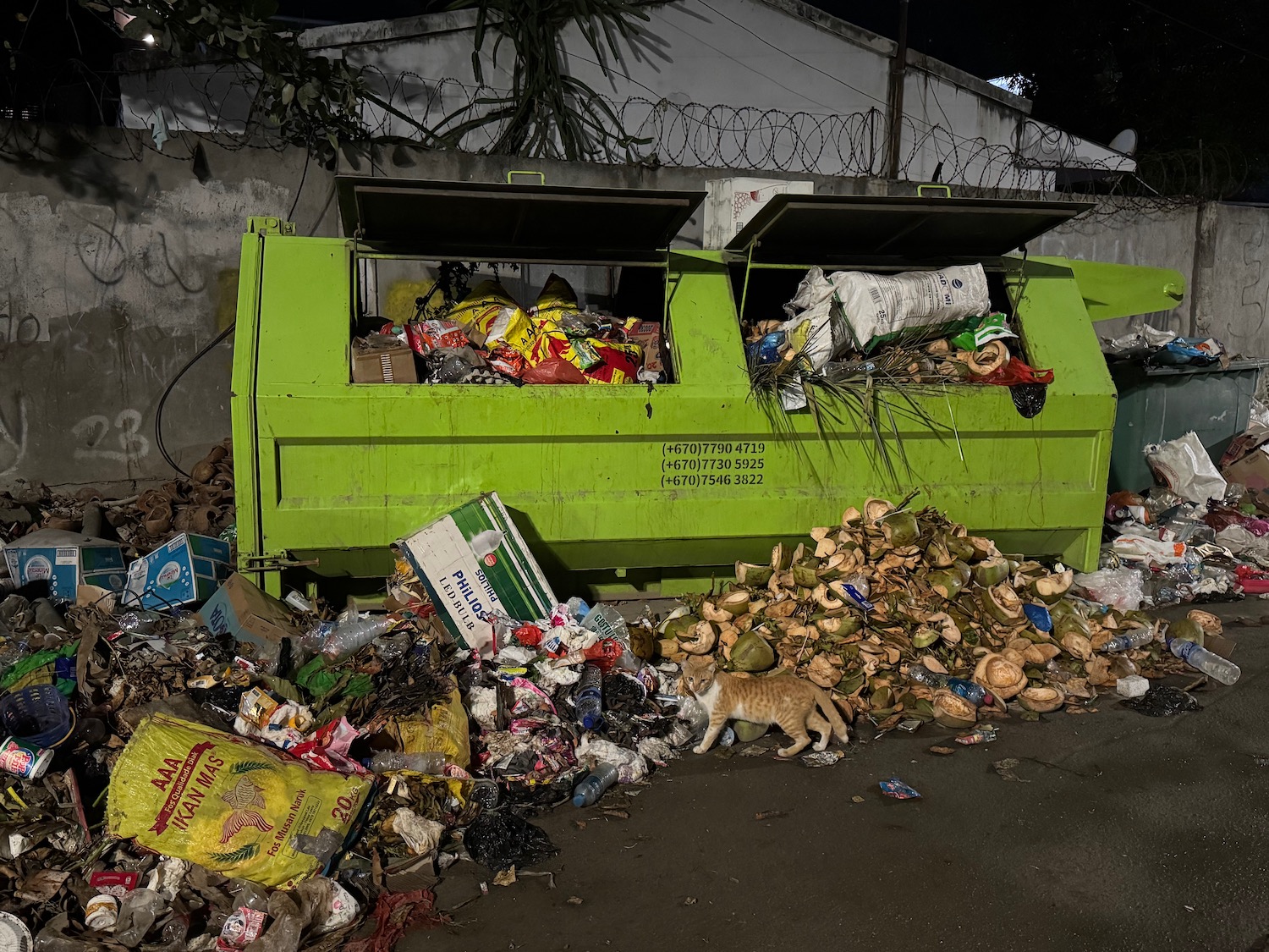 a cat walking in a dumpster full of garbage