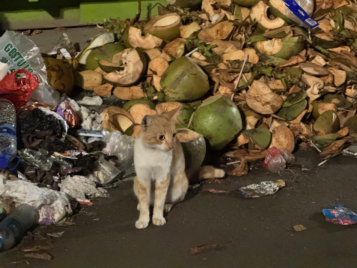 a cat sitting in front of a pile of garbage