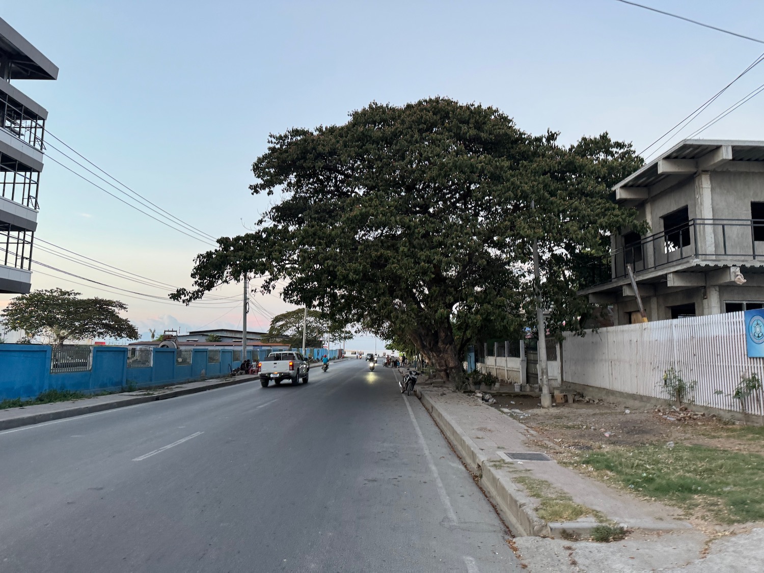 a tree on the side of a road