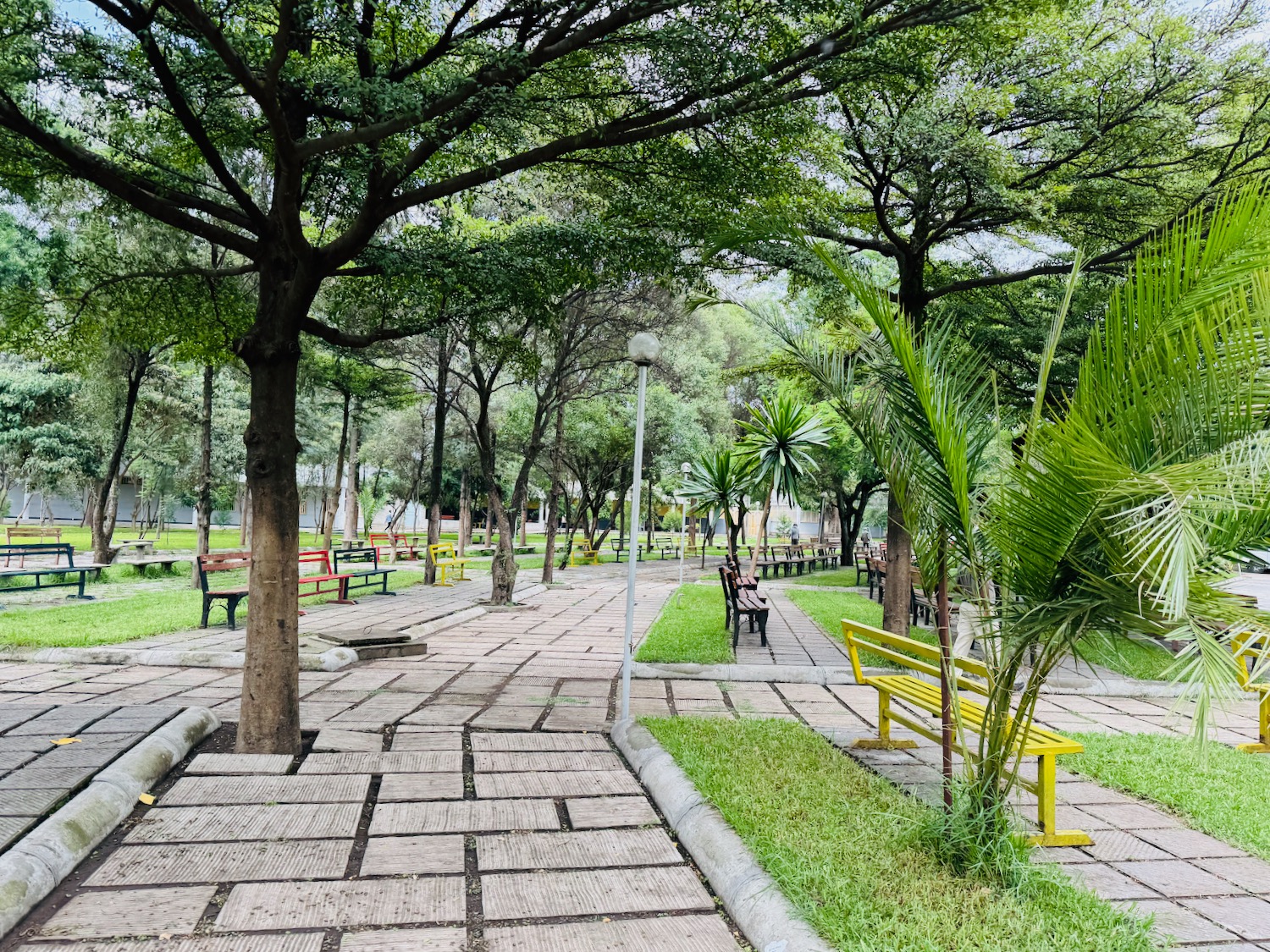 a park with benches and trees