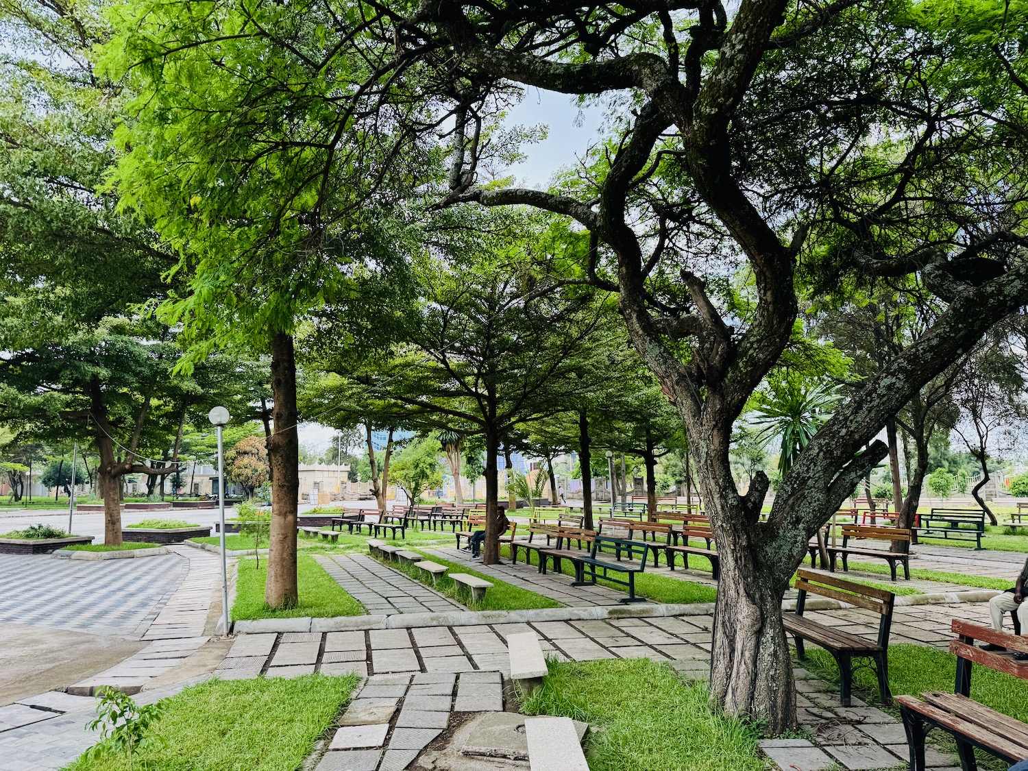 a park with benches and trees