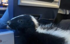 Delta First Class Skunk