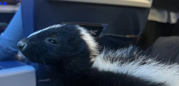 Delta First Class Skunk