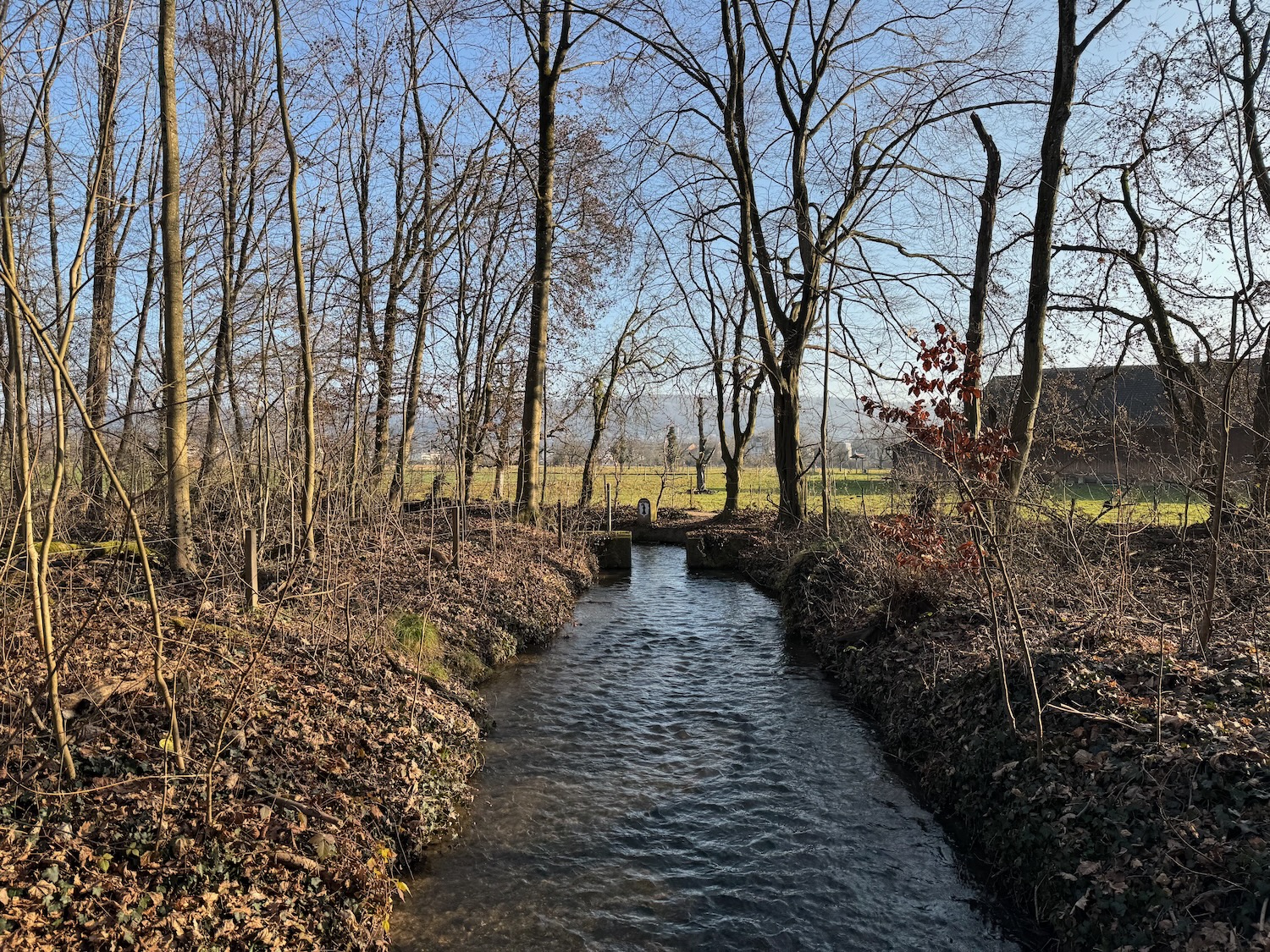 a stream with trees in the background