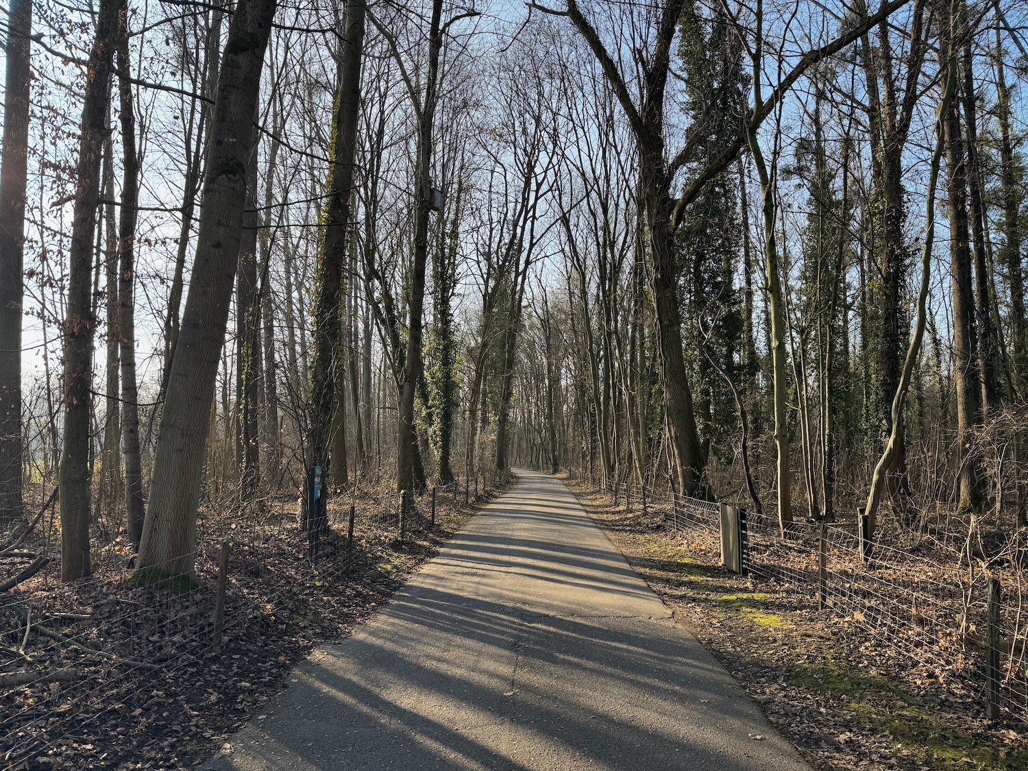a path through a forest