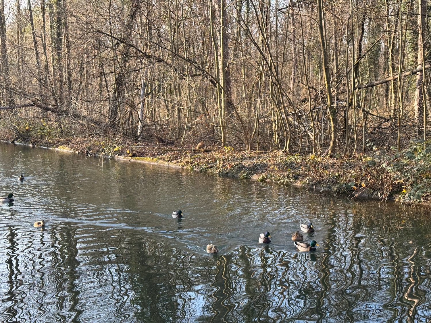a group of ducks swimming in a body of water