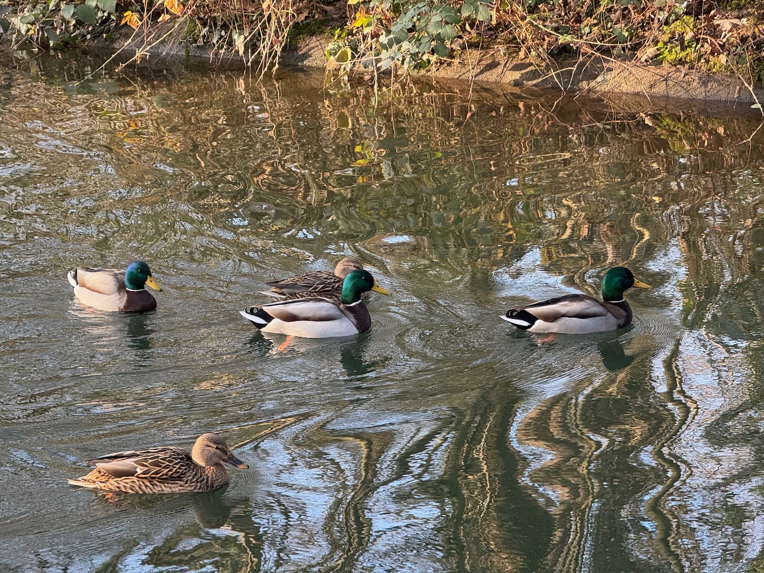 a group of ducks swimming in a pond