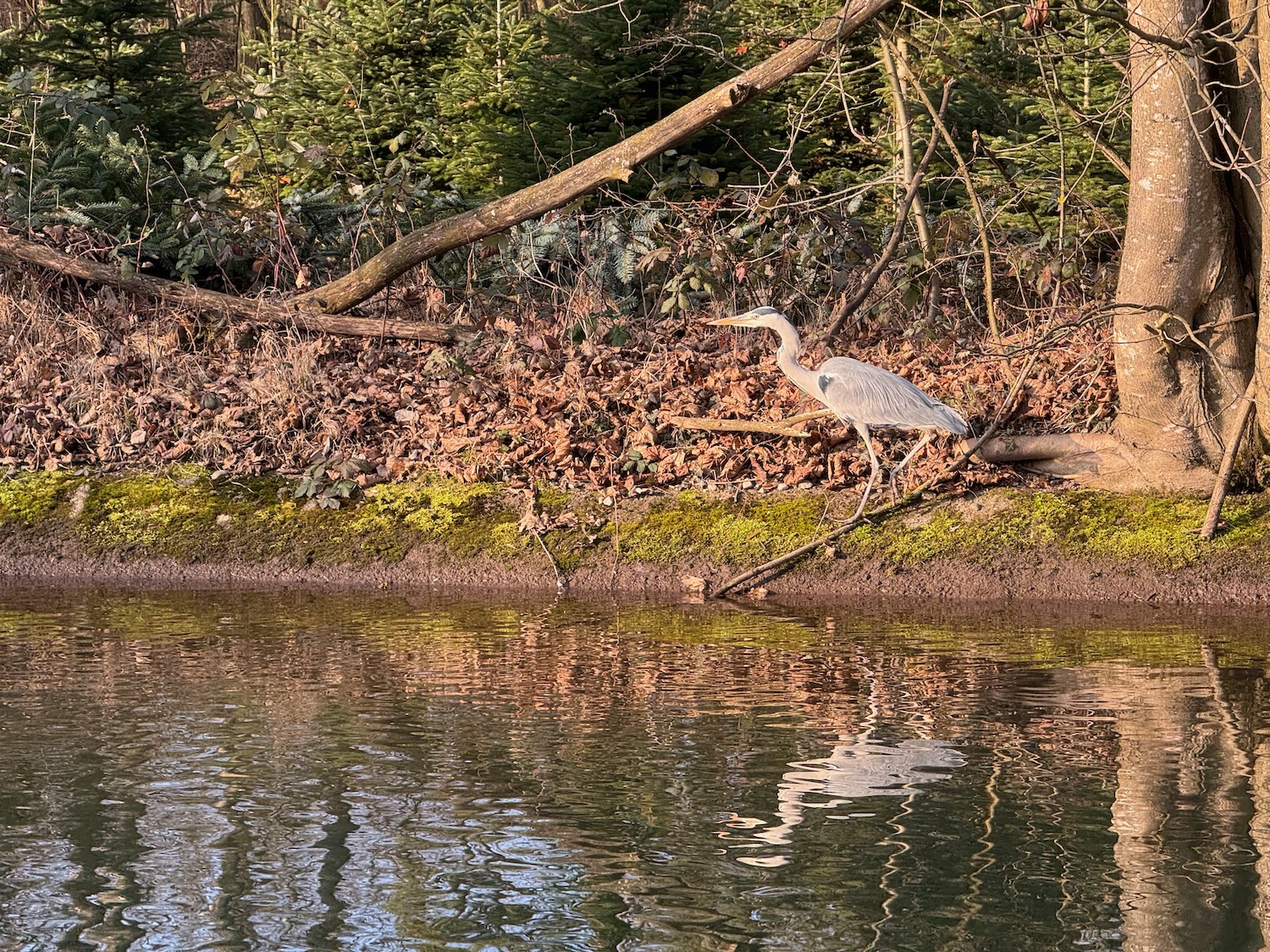 a bird standing on a log near water
