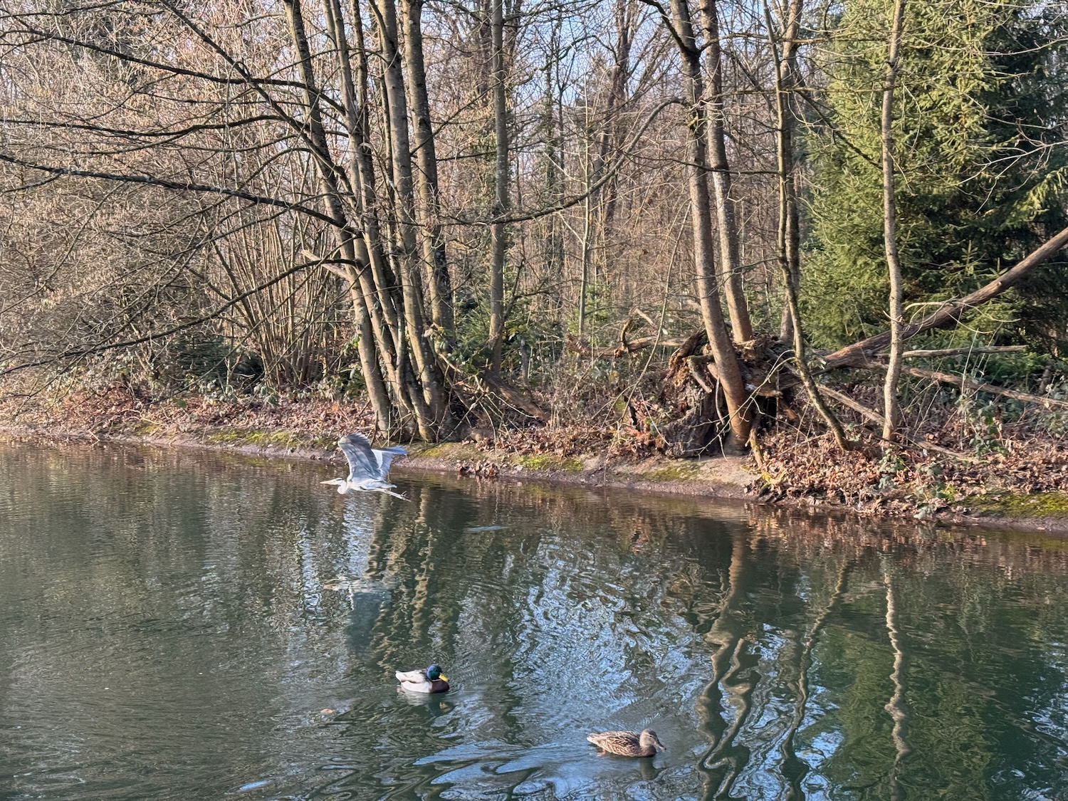 a group of birds flying over a body of water
