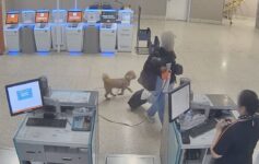 JetBlue service dog incident