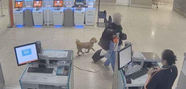 JetBlue service dog incident