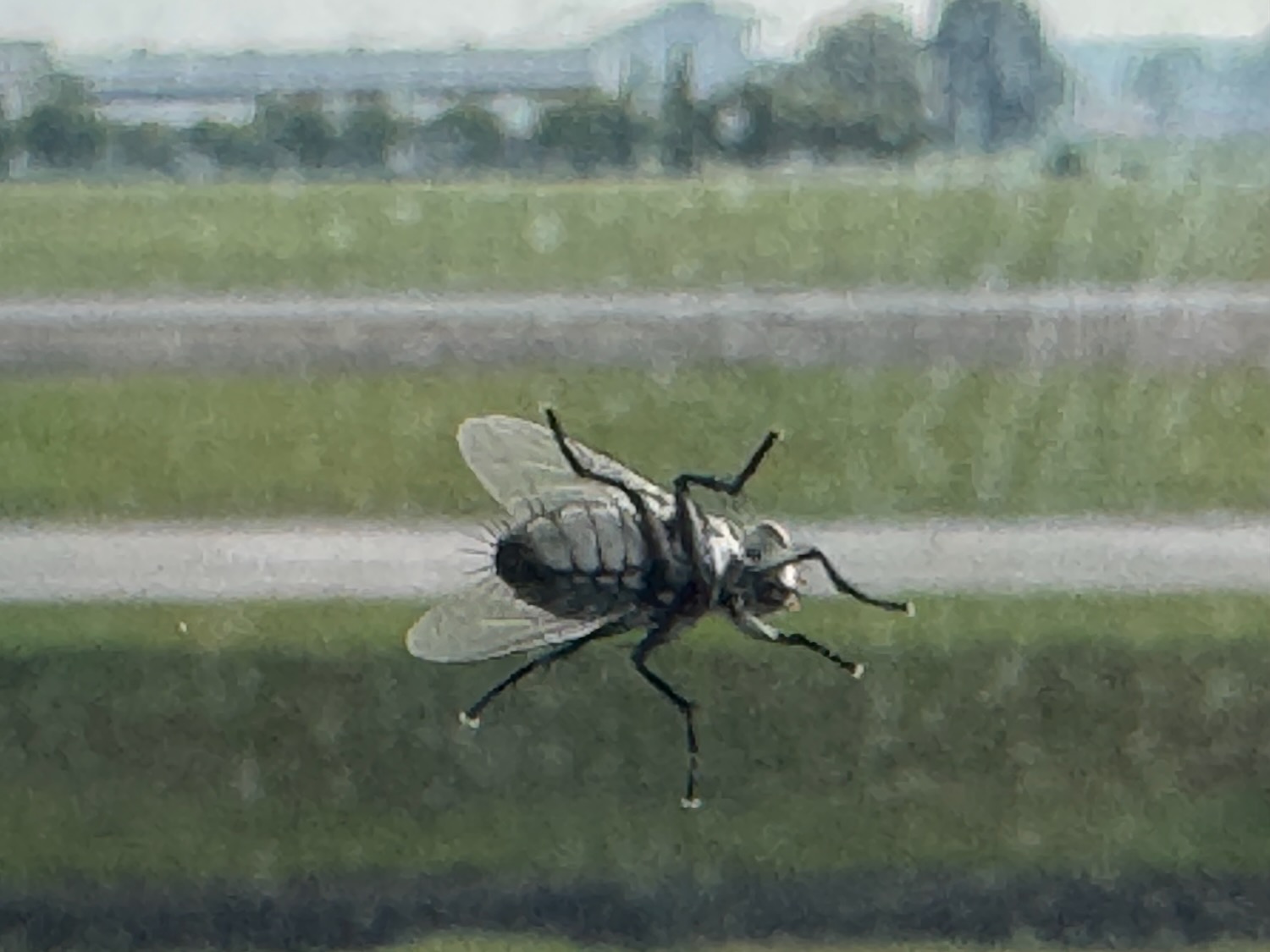 a fly flying in the air