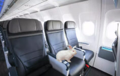 Alaska Airlines pet policy