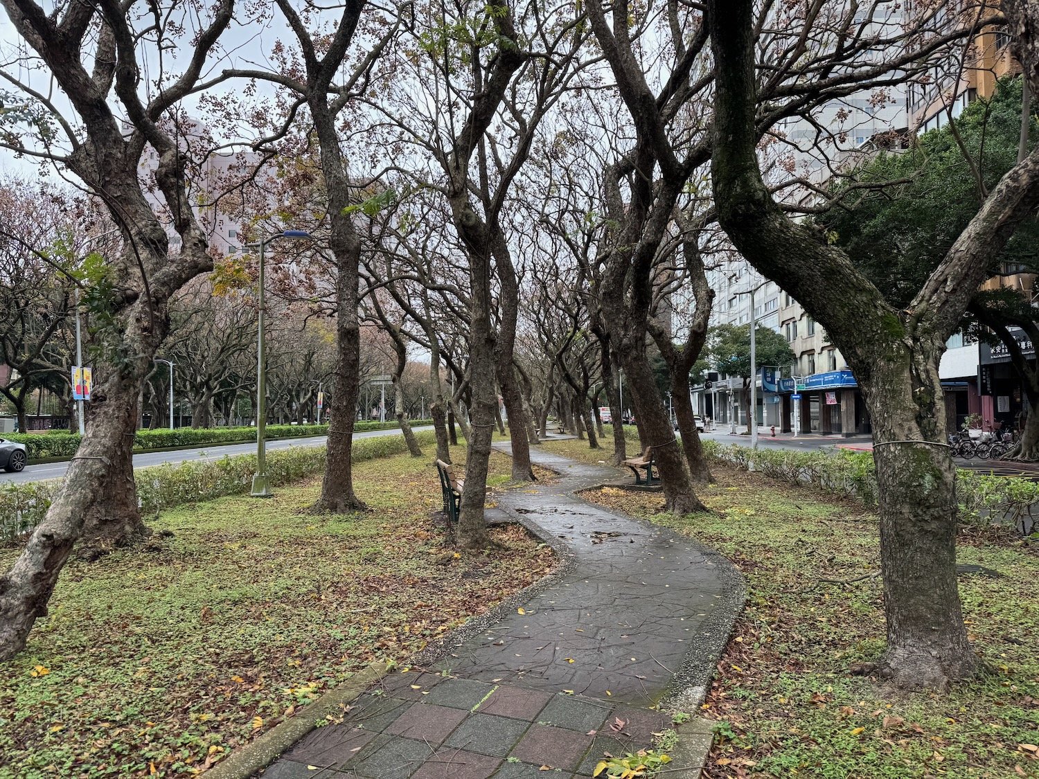 a path through a park with trees