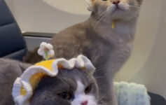 cats on United Airlines