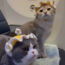 cats on United Airlines