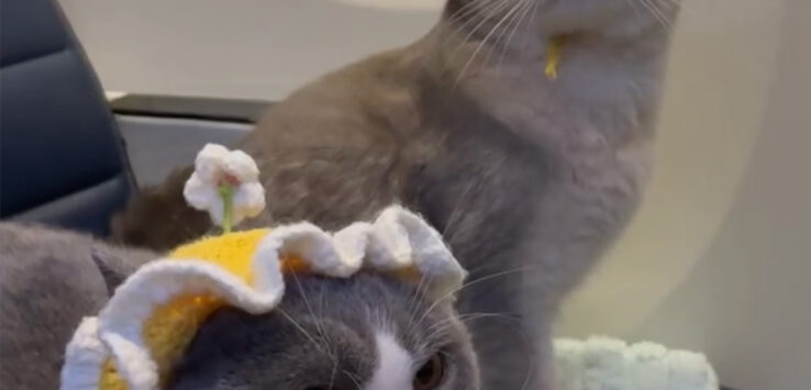 cats on United Airlines
