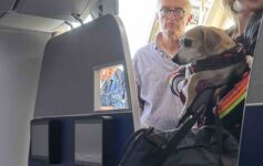 American Airlines service dog hazmat
