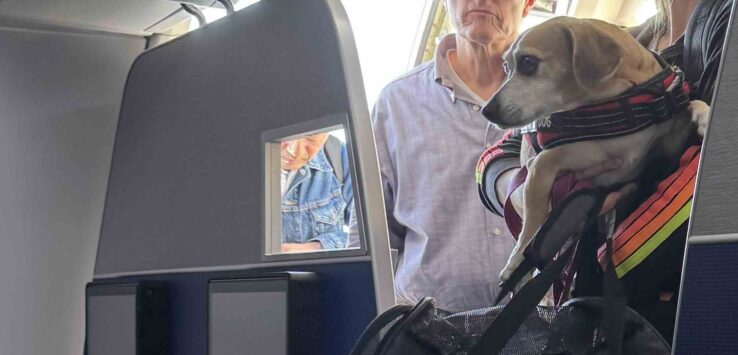 American Airlines service dog hazmat