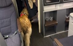 United Airlines service dog Redeye