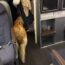 United Airlines service dog Redeye