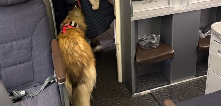 United Airlines service dog Redeye