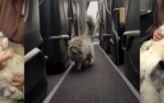 cat Turkish Airlines business class