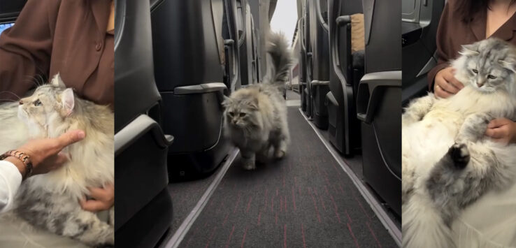 cat Turkish Airlines business class